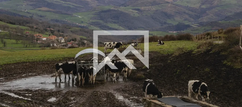 Vacas en Valle de Asón - Asón-Agüera